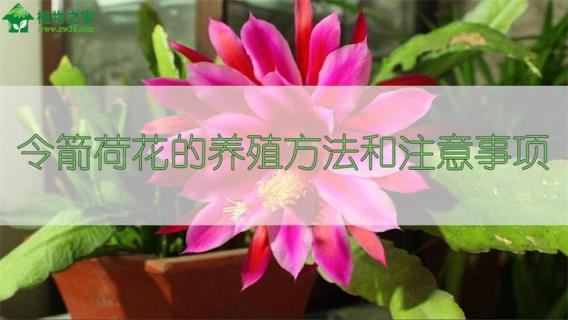 令箭荷花的养殖方法和注意事项（令箭荷花的养殖方法和修剪）