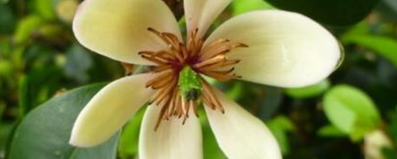 白兰花冻伤了怎么办（白兰花冻死了）