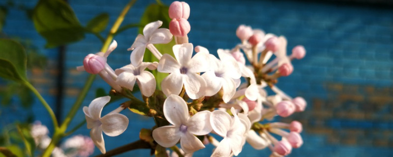 丁香花的寓意（丁香花的寓意和花语）