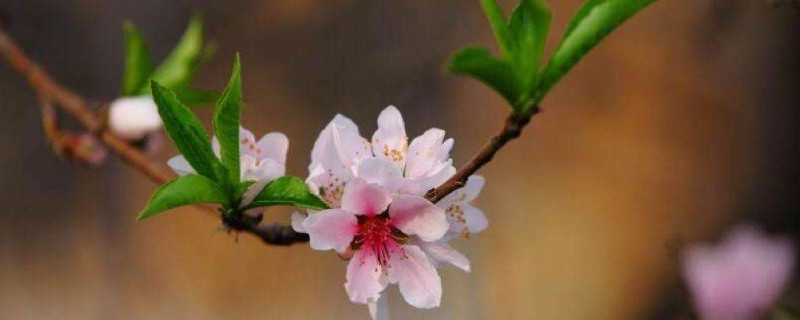 桃花象征着什么品格 桃花是什么性格的象征