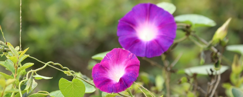 牵牛花不开花光长藤是什么原因（牵牛花不开花光长藤是什么原因造成的）