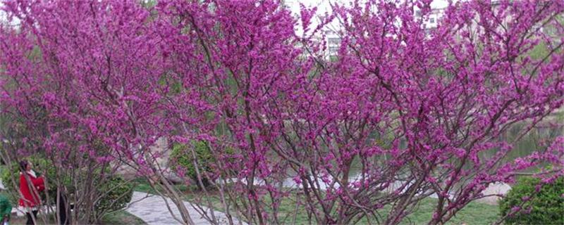 紫荆树和紫荆花的区别 紫荆与紫荆花的区别