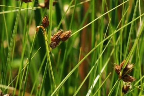 野荸荠用什么药打