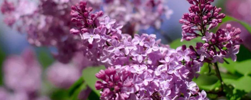 龙牙紫荆是什么花（紫荆花是花吗）