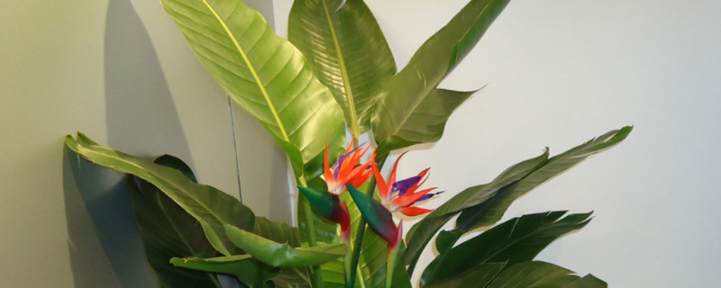 天堂鸟一般盆里养几株（天堂鸟一盆几个适宜）