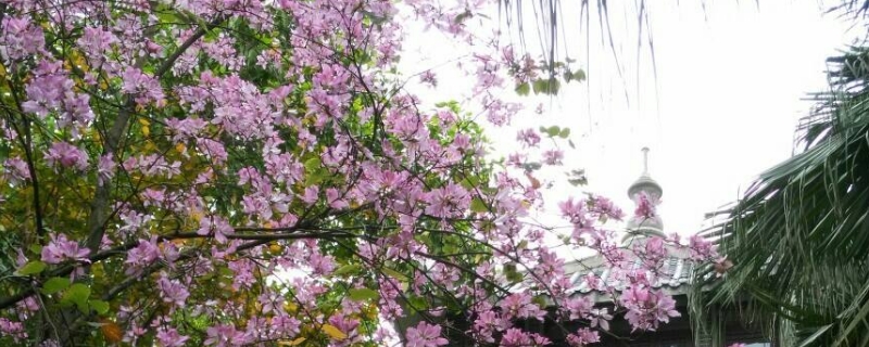 紫荆花的寓意与花语 紫荆花的寓意及象征意义