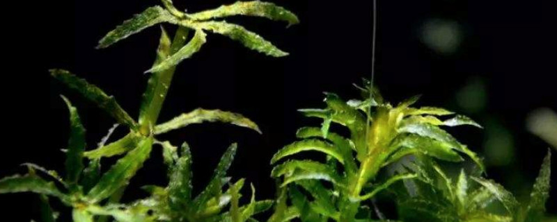 黑藻是单细胞生物吗 黑藻是不是单细胞生物