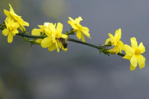 迎春花为什么只长叶子不开花