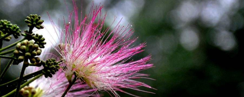 榕树花和合欢花一样吗（合欢花是榕树吗）