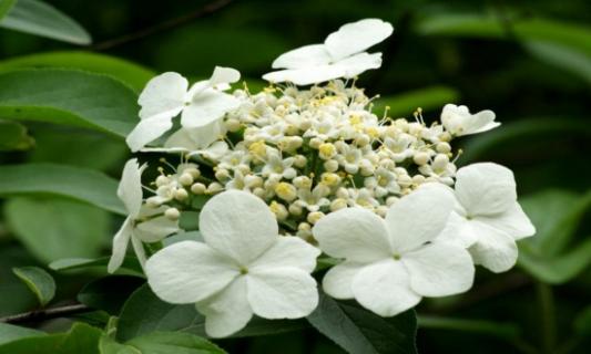 琼花怎么浇水，详解琼花浇水方法（琼花修剪方法）