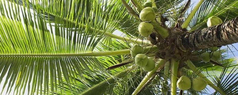 椰子是裸子植物还是被子植物（椰子属于被子还是裸子植物）
