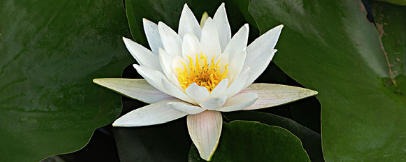 白睡莲的寓意象征意义 白睡莲的花语和寓意