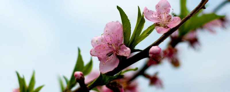 桃花的花瓣和萼片的数量 桃花萼片的数量是多少