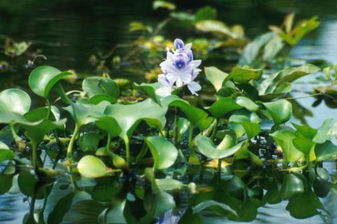 水葫芦怎么养