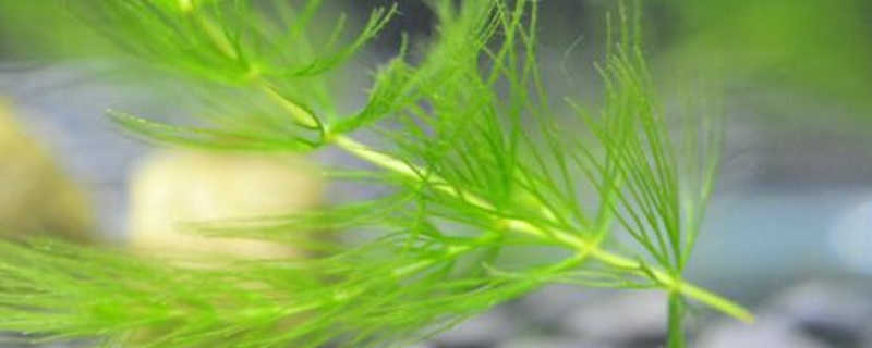 金鱼藻是草本植物吗（金鱼藻是藻类植物吗）
