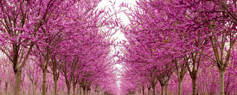 紫荆树扦插时间及方法 紫荆花扦插时间和方法
