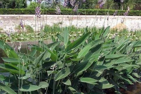 再力花是什么植物