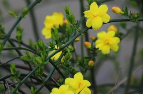 迎春花夏季怎么修剪