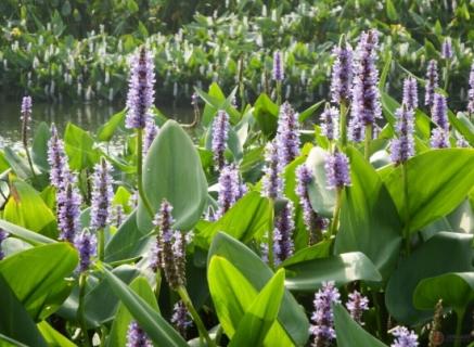 再力花开花时间：花期长达8个月（再力花是什么科）