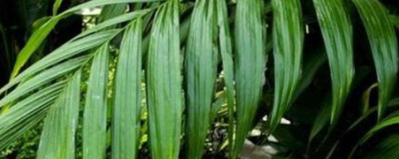 散尾葵凤尾竹的养殖方法和注意事项（散尾葵叶子发黄干枯怎么办）