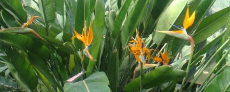 天堂鸟的新叶子一直打不开（天堂鸟新叶一直不发出来）