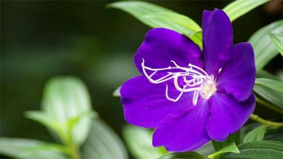 紫蝴蝶花怎么养 紫色蝴蝶花好养吗