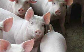 哺乳仔猪的生理特点 哺乳仔猪的生理特点及相关措施