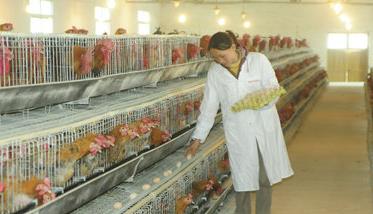 搞好规模养鸡场免疫工作的几个要点 种鸡场免疫程序