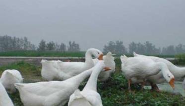 鹅产蛋期的饲养管理方法（产蛋鹅的饲养与管理）