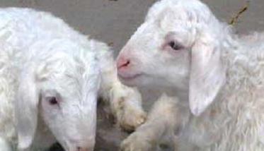 哺乳期羔羊的饲养管理策略（哺乳期母羊的饲养管理）