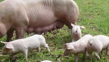 母猪无乳综合症治疗需注意哪些 母猪无乳综合症怎么治