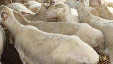 冬季怀孕母羊的饲养管理技术要点 冬天母羊怎样饲养,应注意些什么