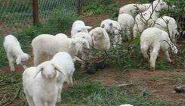 山羊冬季如何饲养管理 山羊冬季养殖注意事项