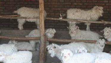 断奶羔羊育肥方法 羔羊断奶后育肥的方法