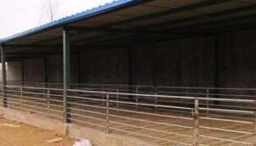 黑山羊养殖技术的要点与步骤 黑山羊养殖注意事项