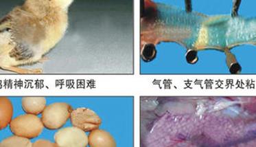 鸡传染性支气管炎的症状表现