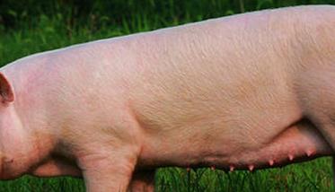 评定母猪繁殖性能指标主要有哪些（评价母猪繁殖能力的总指标是）