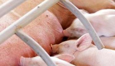 哺乳仔猪的生理特点和生长发育特征 哺乳仔猪几个关键时期的管理措施分析论文