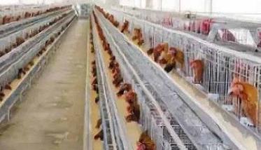 养鸡场鸡舍卫生环境有哪些要求 养鸡场鸡舍建设方案