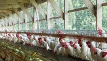 笼养肉鸡舍内养殖环境的控制方法（笼养肉鸡舍最佳尺寸）