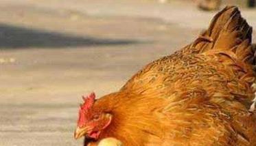 鸡大肠杆菌病的发病症状与治疗方法 鸡大肠杆菌病症状和治疗