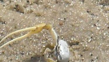 螃蟹如何掘穴，螃蟹掘洞穴居的习性 螃蟹洞怎么挖