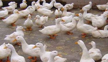 蛋鸭育成鸭的饲料配方 产蛋鸭的饲料配方