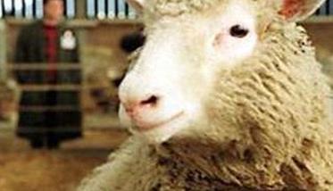 羊烂肺病是什么症状 羊烂肺病是什么症状图片