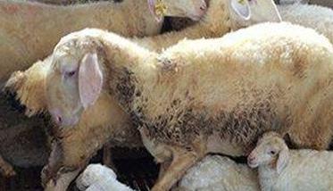 羊衣原体感染什么症状 羊衣原体感染什么症状传染吗