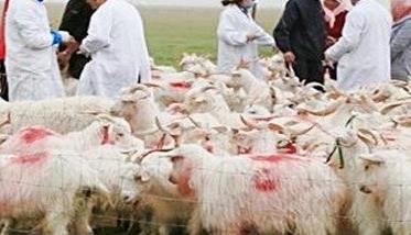 羊寄生虫病有哪些 羊的寄生虫病