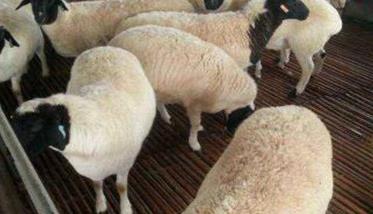 羊前后盘吸虫的症状 怎么治疗羊前后盘吸虫