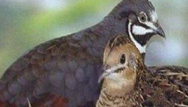 为什么要推荐养殖芦丁鸡（为什么要推荐养殖芦丁鸡的理由）