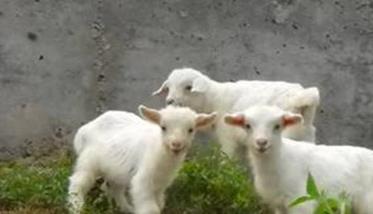 对于羊羔的培育需要注意什么 对于羊羔的培育需要注意什么问题