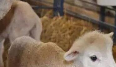 怎样做好哺乳期羔羊的饲养管理工作 怎样做好哺乳期羔羊的饲养管理工作呢